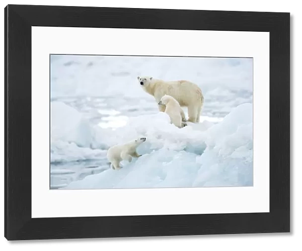 Polar bear (Ursus maritimus) female and cubs, one cub walking up slope of ice in foreground