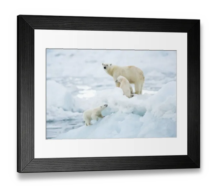 Framed Print : Polar bear (Ursus maritimus) female and cubs, one cub walking up slope of ice in foreground Framed Print : Polar bear (Ursus maritimus) female and cubs, one cub walking up slope of ice in foreground