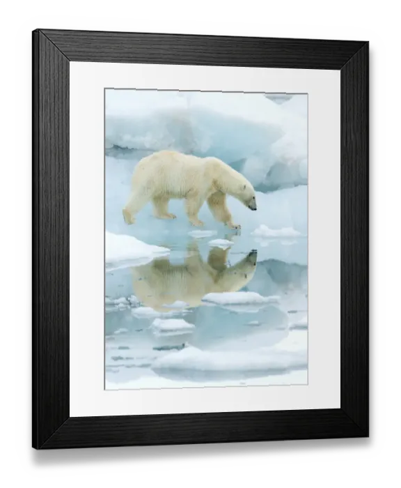 Framed Print : Polar bear (Ursus maritimus) walking across sea ice, reflected in water. Svalbard, Norway, July Framed Print : Polar bear (Ursus maritimus) walking across sea ice, reflected in water. Svalbard, Norway, July