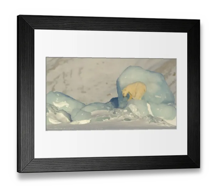 Framed Print : Polar bear (Ursus maritimus) cub ready to jump down from pack ice. Svalbard, Norway, April Framed Print : Polar bear (Ursus maritimus) cub ready to jump down from pack ice. Svalbard, Norway, April