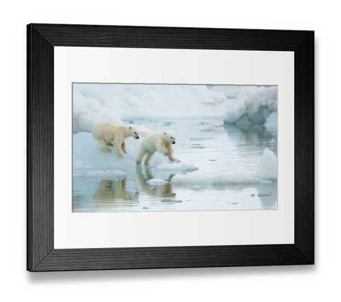 Framed Print : Polar bear (Ursus maritimus), two cubs playing, leaping across sea ice, reflected in water Framed Print : Polar bear (Ursus maritimus), two cubs playing, leaping across sea ice, reflected in water