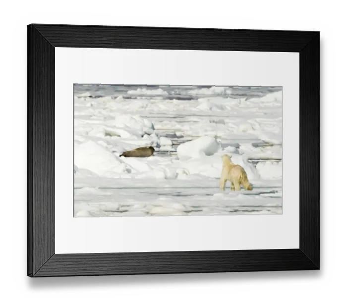 Framed Print : Polar bear (Ursus maritimus) hunting Seal on sea ice. Svalbard, Norway, July 2018 Framed Print : Polar bear (Ursus maritimus) hunting Seal on sea ice. Svalbard, Norway, July 2018