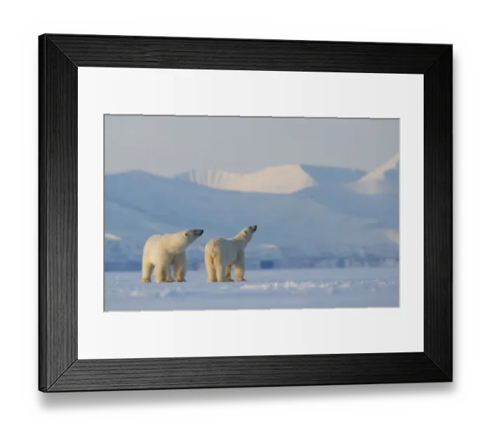 Framed Print : Polar bear (Ursus maritimus) male female pair looking upwards, snow covered hills in background Framed Print : Polar bear (Ursus maritimus) male female pair looking upwards, snow covered hills in background