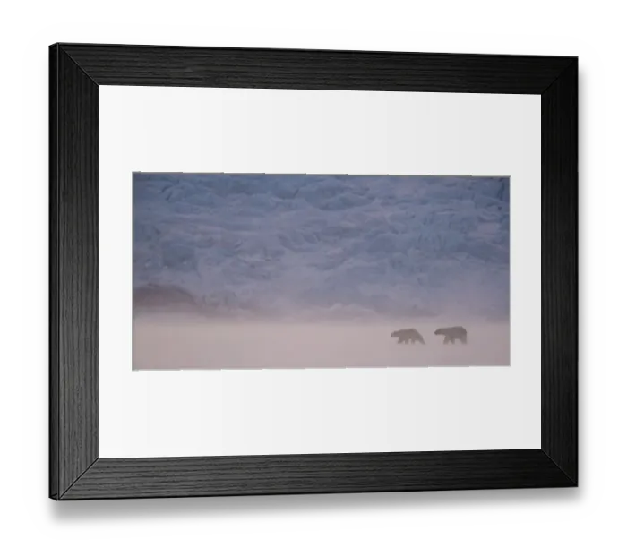 Framed Print : Polar bear (Ursus maritimus) two walking in snowy landscape. Svalbard, Norway, April 2018 Framed Print : Polar bear (Ursus maritimus) two walking in snowy landscape. Svalbard, Norway, April 2018