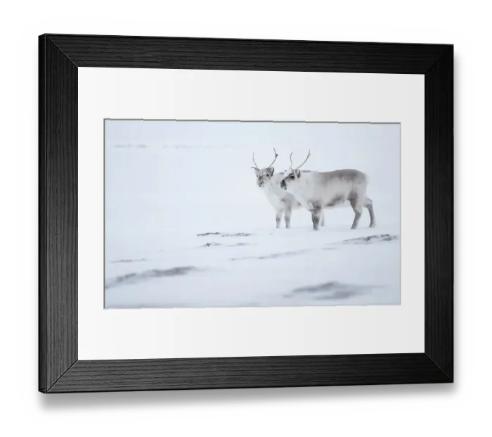 Framed Print : Reindeer (Rangifer tarandus), two standing on ridge in snow. Svalbard, Norway, April Framed Print : Reindeer (Rangifer tarandus), two standing on ridge in snow. Svalbard, Norway, April