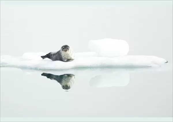 Ringed seal (Pusa hispida) resting on ice, reflected in water. Svalbard, Norway. July