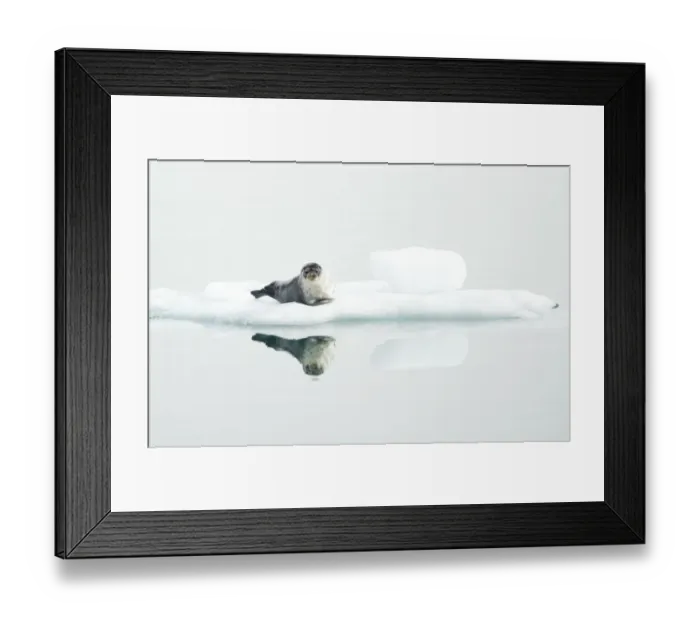 Framed Print : Ringed seal (Pusa hispida) resting on ice, reflected in water. Svalbard, Norway. July Framed Print : Ringed seal (Pusa hispida) resting on ice, reflected in water. Svalbard, Norway. July