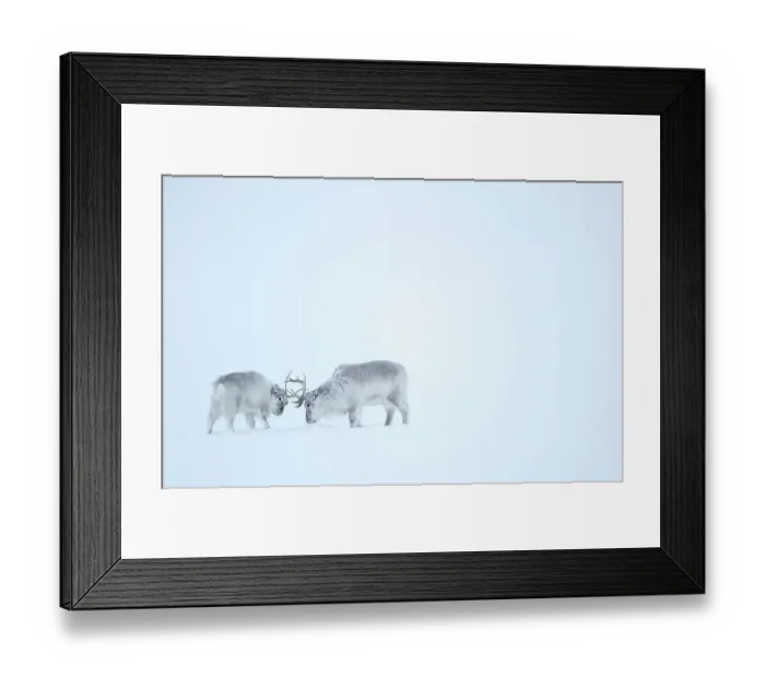 Framed Print : Reindeer (Rangifer tarandus), two play fighting in snow. Svalbard, Norway, April Framed Print : Reindeer (Rangifer tarandus), two play fighting in snow. Svalbard, Norway, April