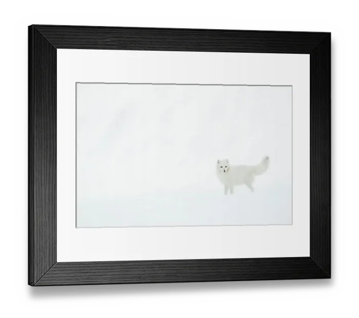 Framed Print : Arctic fox (Alopex lagopus) in snow. Svalbard, Norway. April Framed Print : Arctic fox (Alopex lagopus) in snow. Svalbard, Norway. April