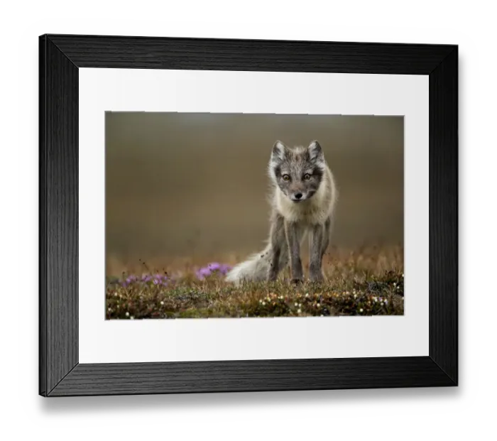 Framed Print : Arctic fox (Alopex lagopus) standing in tundra. Svalbard, Norway, July Framed Print : Arctic fox (Alopex lagopus) standing in tundra. Svalbard, Norway, July