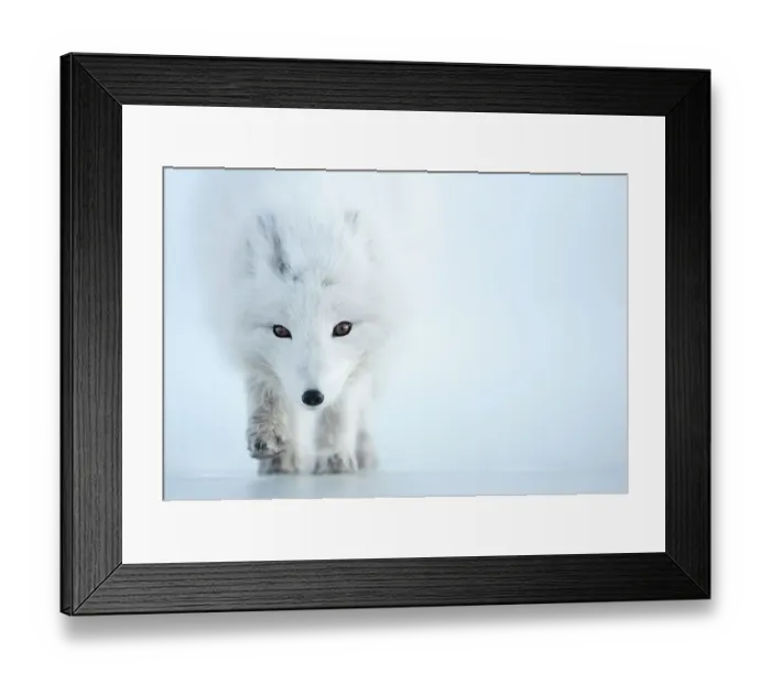 Framed Print : Arctic fox (Alopex lagopus) camouflaged in winter pelage. Svalbard, Norway, April Framed Print : Arctic fox (Alopex lagopus) camouflaged in winter pelage. Svalbard, Norway, April