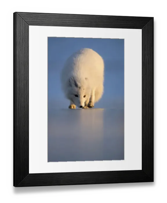 Framed Print : Arctic fox (Alopex lagopus) following scent, in winter pelage. Svalbard, Norway. April Framed Print : Arctic fox (Alopex lagopus) following scent, in winter pelage. Svalbard, Norway. April