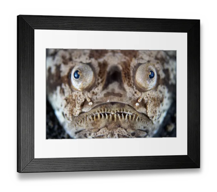 Framed Print : RF - A portrait of a stargazer (Uranoscopus sulphureus) lying in ambush in the sand Framed Print : RF - A portrait of a stargazer (Uranoscopus sulphureus) lying in ambush in the sand