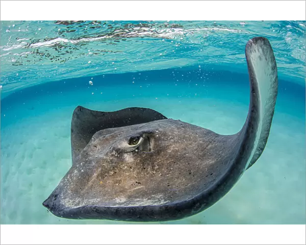 Southern stingray (Dasyatis americana) female swimming over seabed. Grand Cayman, Cayman Islands