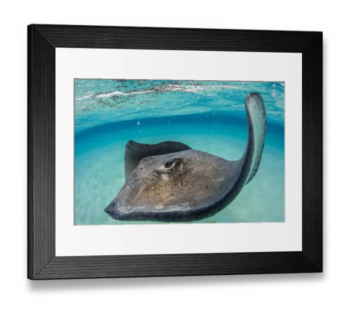 Framed Print : Southern stingray (Dasyatis americana) female swimming over seabed. Grand Cayman, Cayman Islands Framed Print : Southern stingray (Dasyatis americana) female swimming over seabed. Grand Cayman, Cayman Islands
