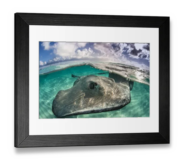 Framed Print : A split level photo of a female southern stingray (Dasyatis americana) swimming over seabed Framed Print : A split level photo of a female southern stingray (Dasyatis americana) swimming over seabed