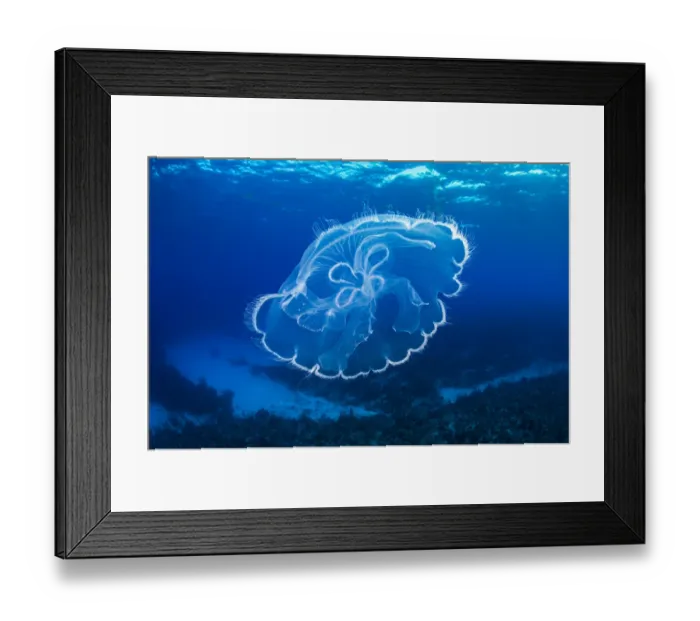 Framed Print : Moon jelly (Aurelia aurita) drifts over a coral reef. East End, Grand Cayman, Cayman Islands Framed Print : Moon jelly (Aurelia aurita) drifts over a coral reef. East End, Grand Cayman, Cayman Islands