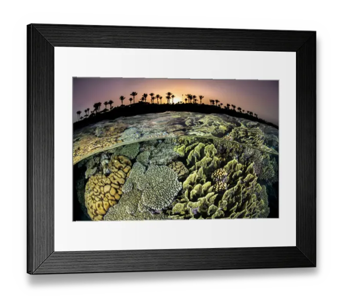 Framed Print : RF - Split level photo of a coral reef with hard corals (Acropora sp. Millepora sp