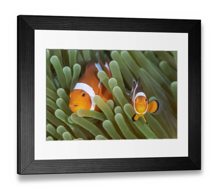 Framed Print : Western clown anemonefish (Amphiprion ocellaris) poses with a large
