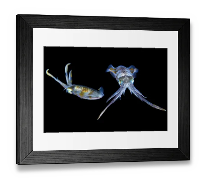 Framed Print : Bigfin reef squid (Sepioteuthis lessoniana) at night. Bitung, North Sulawesi, Indonesia Framed Print : Bigfin reef squid (Sepioteuthis lessoniana) at night. Bitung, North Sulawesi, Indonesia