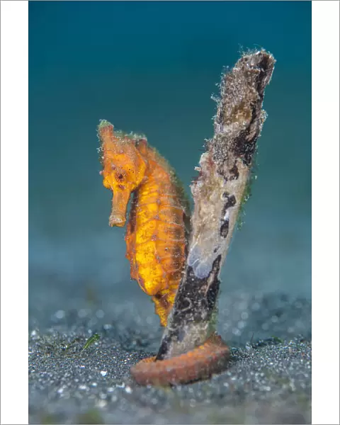 Common seahorse (Hippocampus kuda) female gripping onto a piece of waterlogged wood
