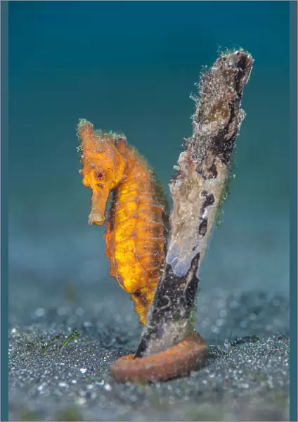 Common seahorse (Hippocampus kuda) female gripping onto a piece of waterlogged wood