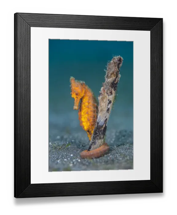 Framed Print : Common seahorse (Hippocampus kuda) female gripping onto a piece of waterlogged wood Framed Print : Common seahorse (Hippocampus kuda) female gripping onto a piece of waterlogged wood