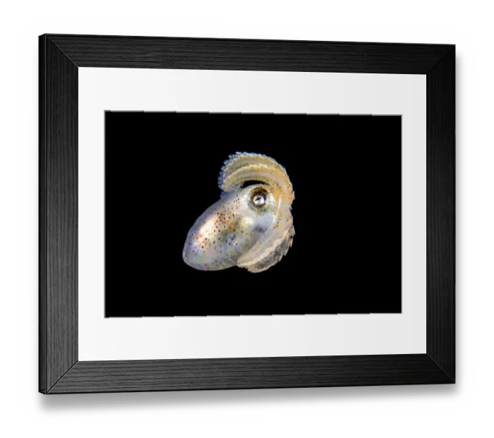 Framed Print : Paper nautilus (Argonauta hians) in open water at night. Anilao, Batangas marine protected area Framed Print : Paper nautilus (Argonauta hians) in open water at night. Anilao, Batangas marine protected area