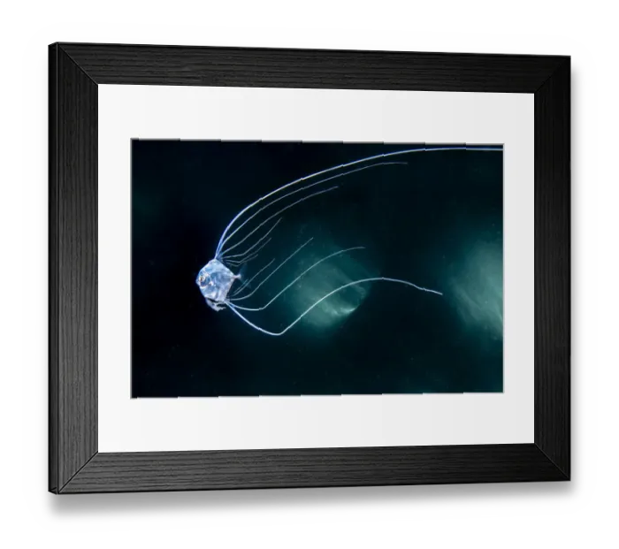 Framed Print : African pompano (Alectis ciliaris) juvenile with long trailing dorsal and anal fins Framed Print : African pompano (Alectis ciliaris) juvenile with long trailing dorsal and anal fins