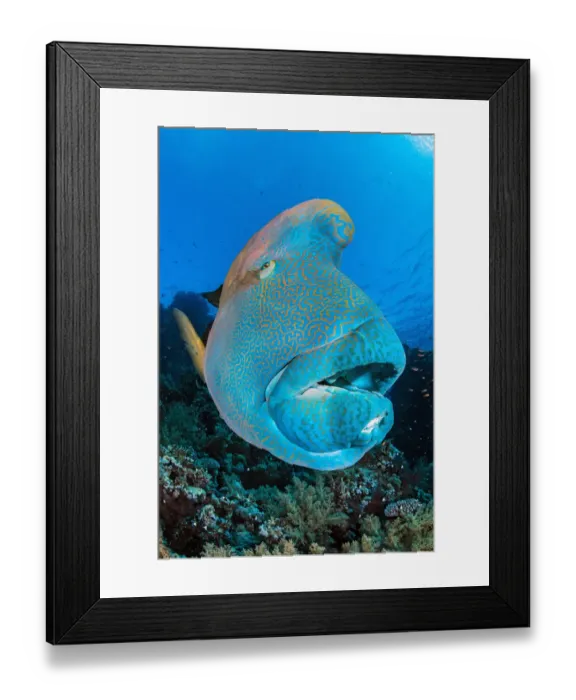 Framed Print : Napoleon wrasse (Cheilinus undulatus) on a coral reef. Ras Mohammed National Park, Sinai Framed Print : Napoleon wrasse (Cheilinus undulatus) on a coral reef. Ras Mohammed National Park, Sinai