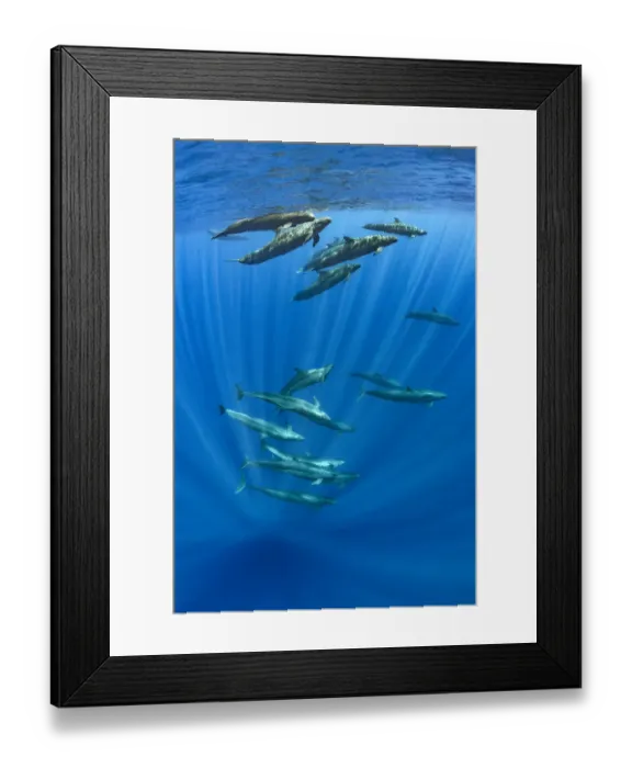 Framed Print : Pod of false killer whales (Pseudorca crassidens) swimming beneath the surface of the ocean Framed Print : Pod of false killer whales (Pseudorca crassidens) swimming beneath the surface of the ocean