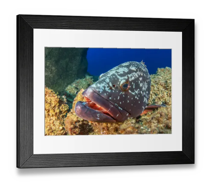 Framed Print : Canary fish (Epinephelus marginatus) in reef. El Hierro, Canary Islands Framed Print : Canary fish (Epinephelus marginatus) in reef. El Hierro, Canary Islands