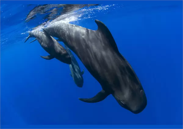 Short-finned pilot whale (Globicephala macrorhynchus), three diving. Tenerife, Canary Islands