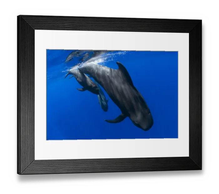 Framed Print : Short-finned pilot whale (Globicephala macrorhynchus), three diving. Tenerife, Canary Islands Framed Print : Short-finned pilot whale (Globicephala macrorhynchus), three diving. Tenerife, Canary Islands