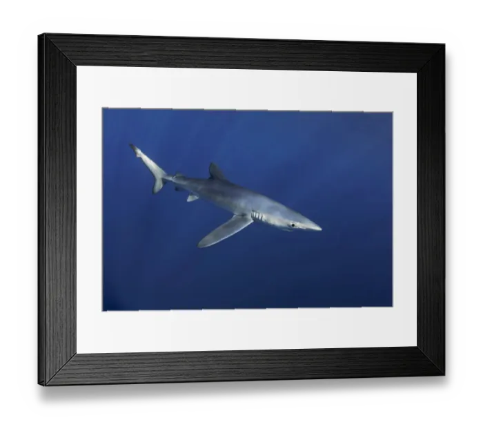 Framed Print : Blue shark (Prionace glauca). Canary Islands. North Atlantic Ocean Framed Print : Blue shark (Prionace glauca). Canary Islands. North Atlantic Ocean