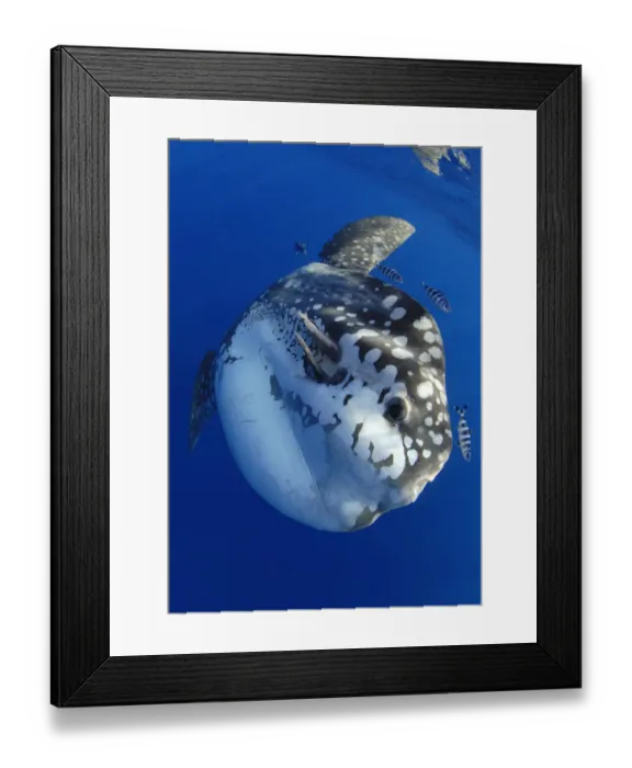 Framed Print : Ocean sunfish (Mola mola) and Pilot fish (Naucrates sp). Tenerife, Canary Islands Framed Print : Ocean sunfish (Mola mola) and Pilot fish (Naucrates sp). Tenerife, Canary Islands