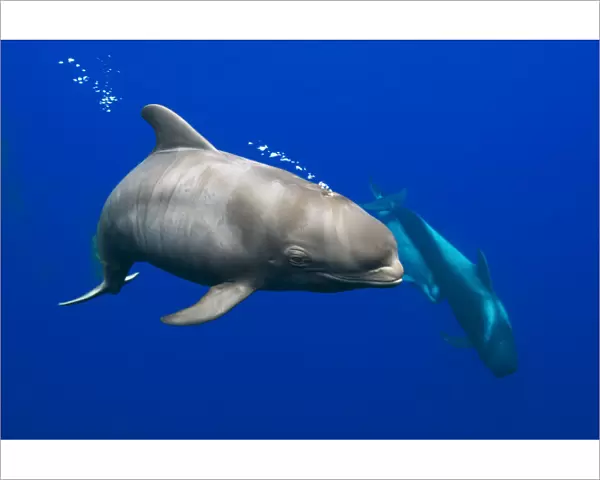 Short-finned pilot whale (Globicephala macrorhynchus) calf with fetal lines characteristic