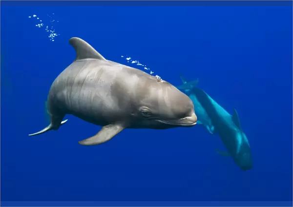 Short-finned pilot whale (Globicephala macrorhynchus) calf with fetal lines characteristic