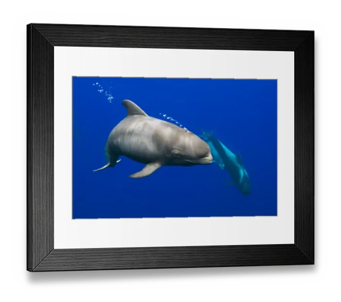 Framed Print : Short-finned pilot whale (Globicephala macrorhynchus) calf with fetal lines characteristic Framed Print : Short-finned pilot whale (Globicephala macrorhynchus) calf with fetal lines characteristic