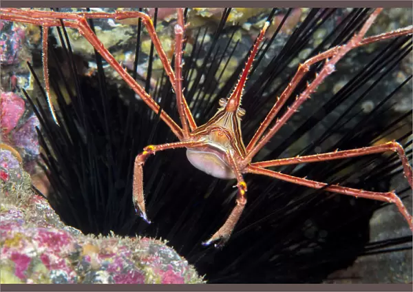 Arrow crab (Sternorhynchus lanceolatus). Tenerife, Canary Islands