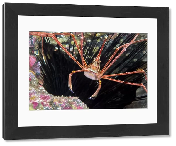 Arrow crab (Sternorhynchus lanceolatus). Tenerife, Canary Islands