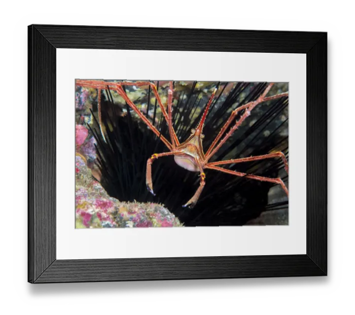 Framed Print : Arrow crab (Sternorhynchus lanceolatus). Tenerife, Canary Islands Framed Print : Arrow crab (Sternorhynchus lanceolatus). Tenerife, Canary Islands