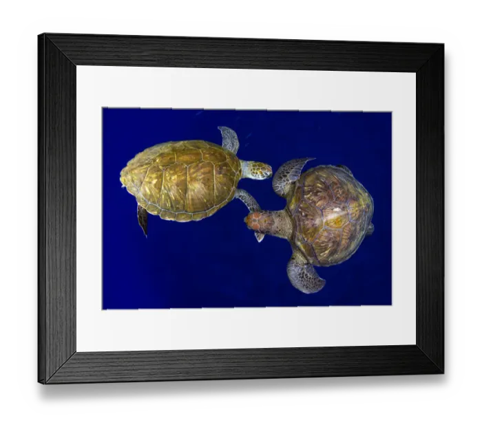 Framed Print : Green sea turtle (Chelonia mydas), two viewed from above. Tenerife, Canary Islands Framed Print : Green sea turtle (Chelonia mydas), two viewed from above. Tenerife, Canary Islands