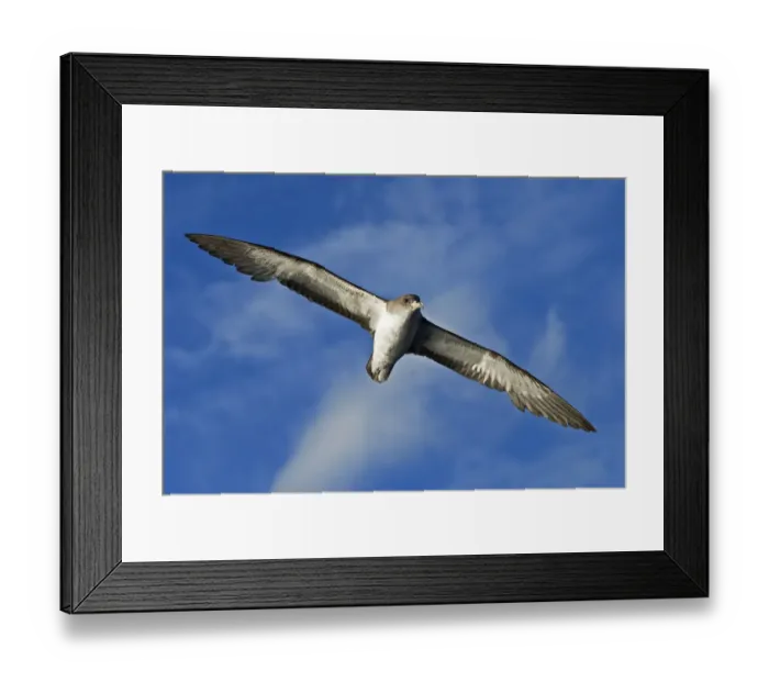 Framed Print : Scopolis shearwater (Calonectris diomedea) in flight. Tenerife, Canary Islands Framed Print : Scopolis shearwater (Calonectris diomedea) in flight. Tenerife, Canary Islands