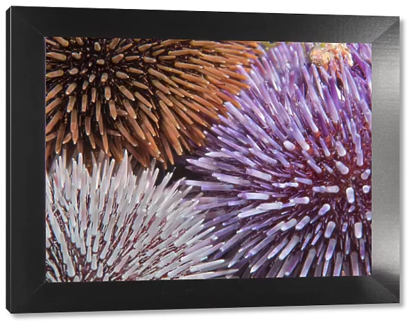 Purple sea urchin (Sphaerechinus granularis), three of different colours. Tenerife, Canary Islands