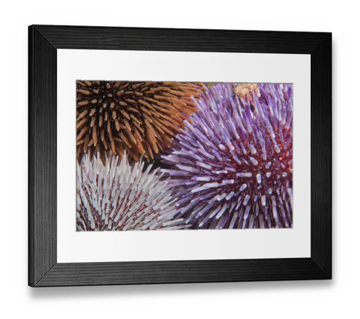 Framed Print : Purple sea urchin (Sphaerechinus granularis), three of different colours. Tenerife, Canary Islands Framed Print : Purple sea urchin (Sphaerechinus granularis), three of different colours. Tenerife, Canary Islands