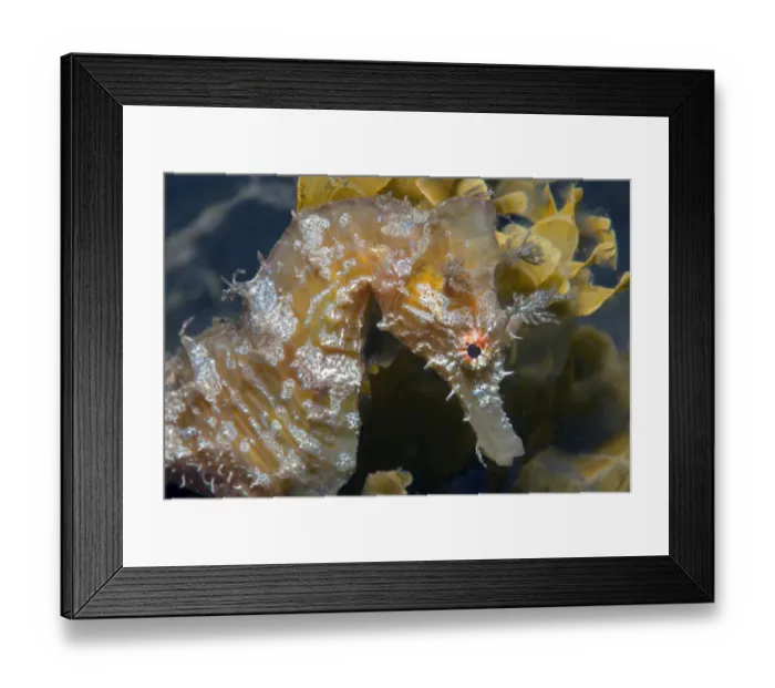 Framed Print : Short-snouted seahorse (Hippocampus hippocampus) portrait. Tenerife, Canary Islands Framed Print : Short-snouted seahorse (Hippocampus hippocampus) portrait. Tenerife, Canary Islands