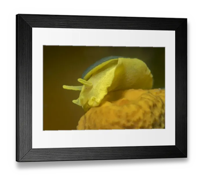 Framed Print : Yellow umbrella slug (Tylodina perversa) feeding on Golden sponge (Aplysina aerophoba)