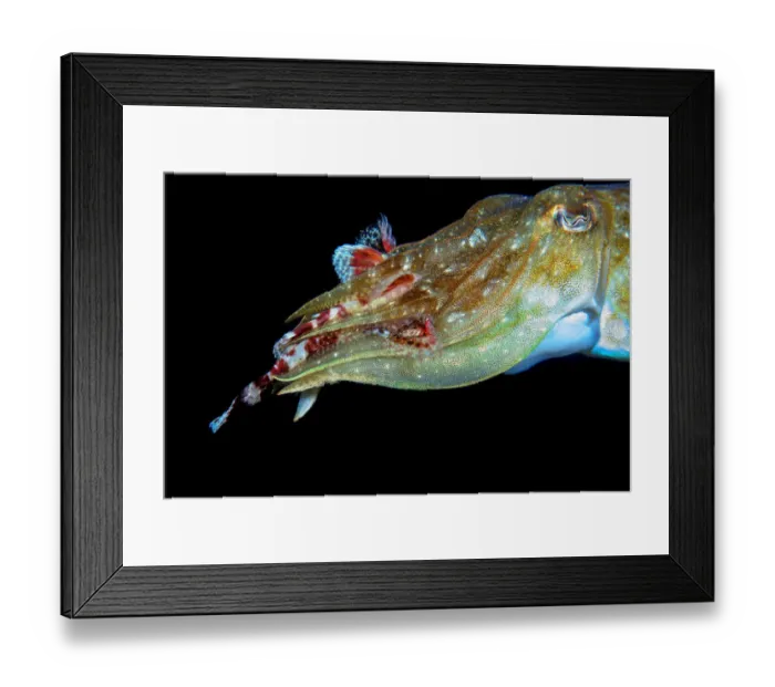 Framed Print : Cuttlefish (Sepia officinalis) feeding on Scorpionfish (Scorpaenidae). Tenerife, Canary Islands Framed Print : Cuttlefish (Sepia officinalis) feeding on Scorpionfish (Scorpaenidae). Tenerife, Canary Islands