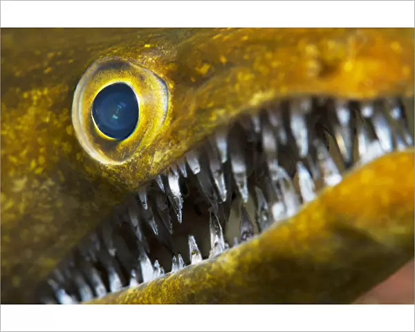 Fangtooth moray (Enchelycore anatina), close up of eye and open mouth with teeth. Tenerife
